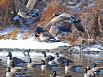 Canada Geese Along the South Platte River