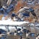 Canada Geese Along the South Platte River
